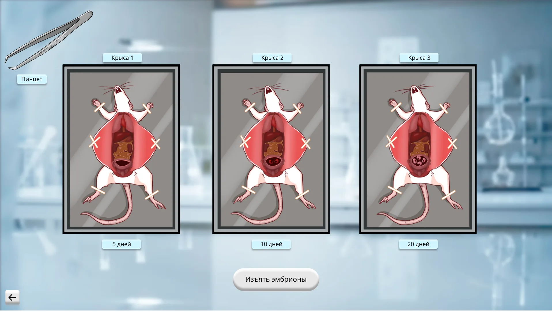 Simulation frame: three dissected rats at five, ten and twenty days, embryos visible in each